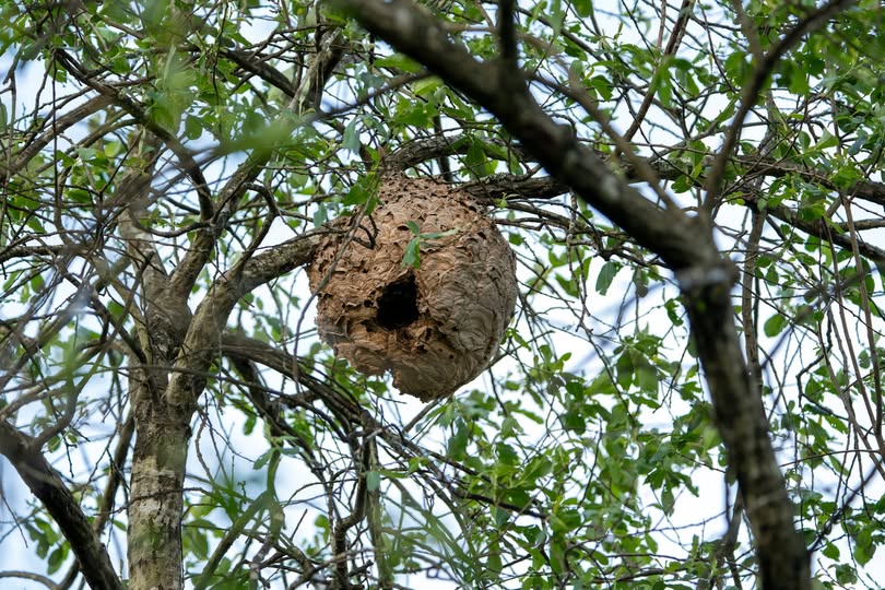 NiñoVelutina